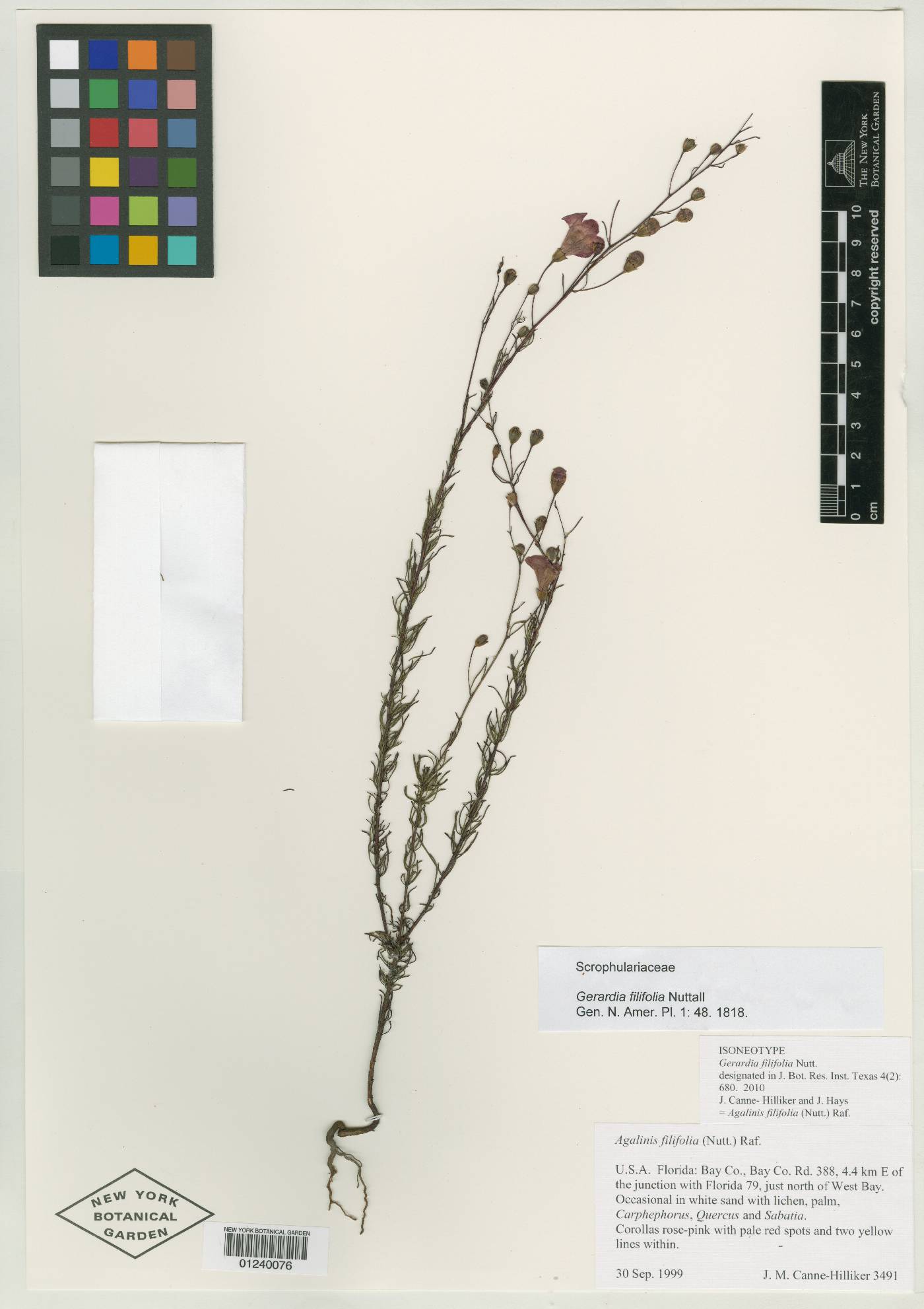 Gerardia filifolia image