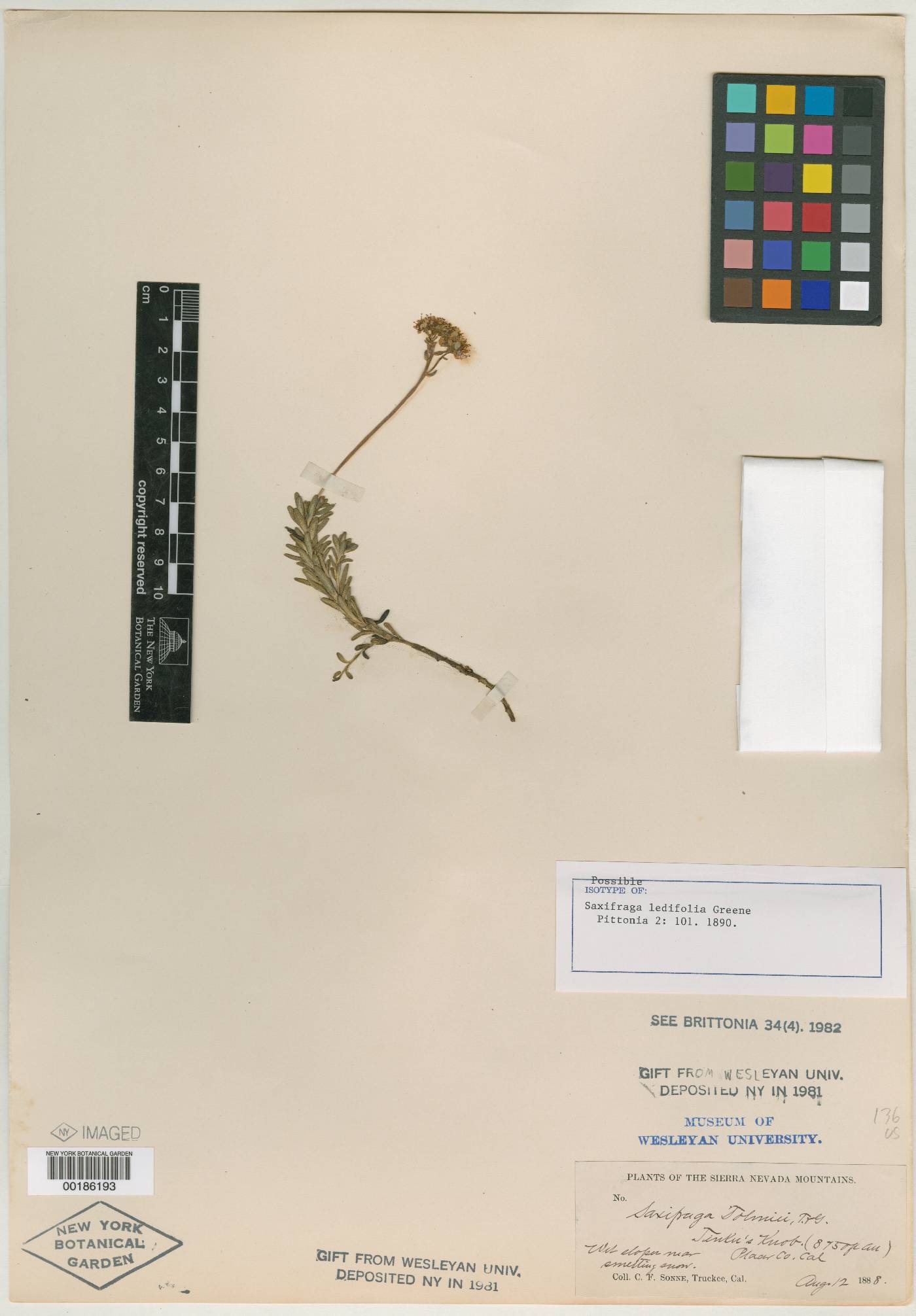 Saxifraga ledifolia image