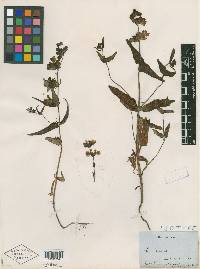 Collinsia bicolor image