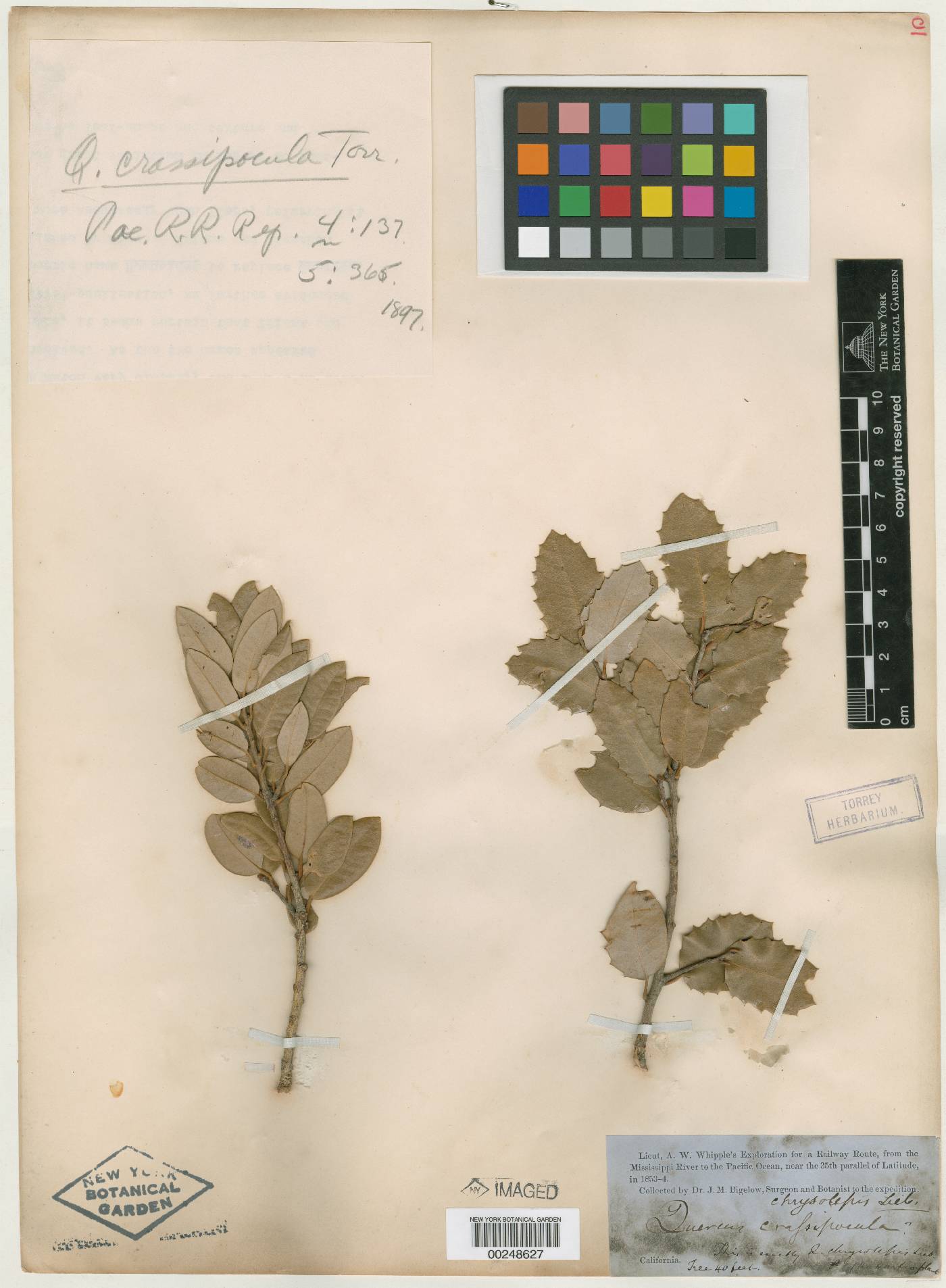 Quercus crassipocula image