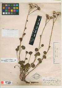 Senecio ionophyllus image