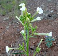 Nicotiana attenuata image