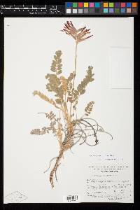 Astragalus helleri image