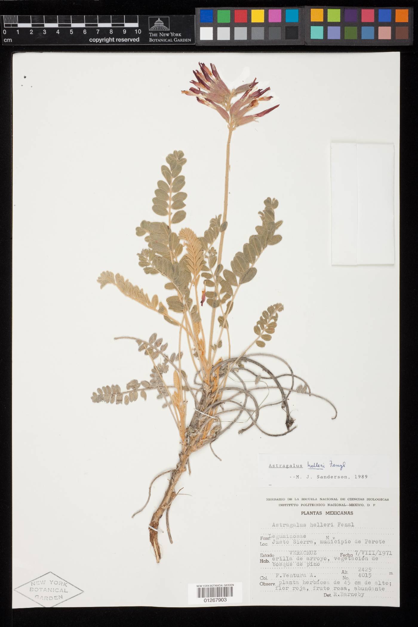 Astragalus helleri image