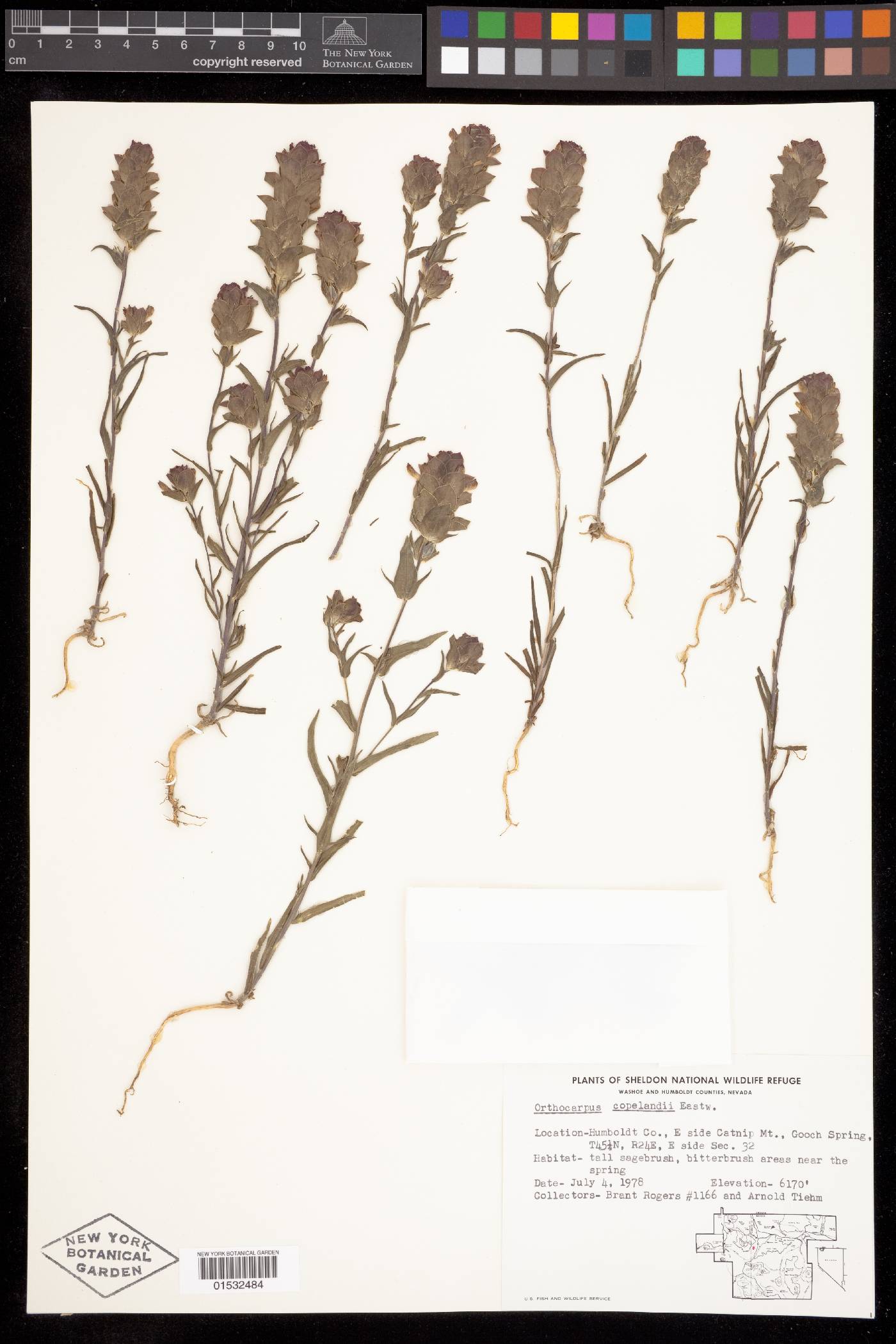 Orthocarpus copelandii var. cryptanthus image