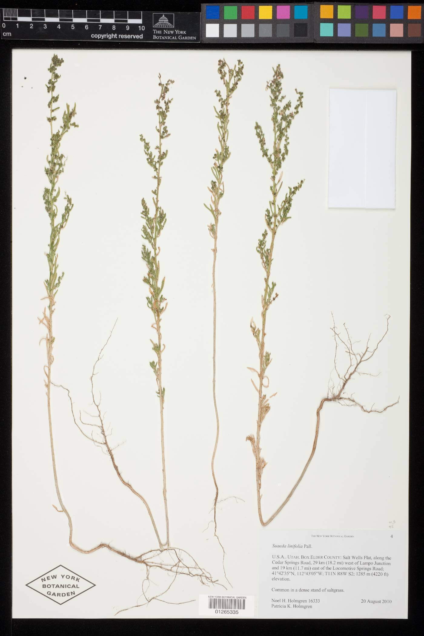 Suaeda linifolia image