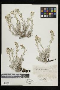 Cryptantha fulvocanescens image