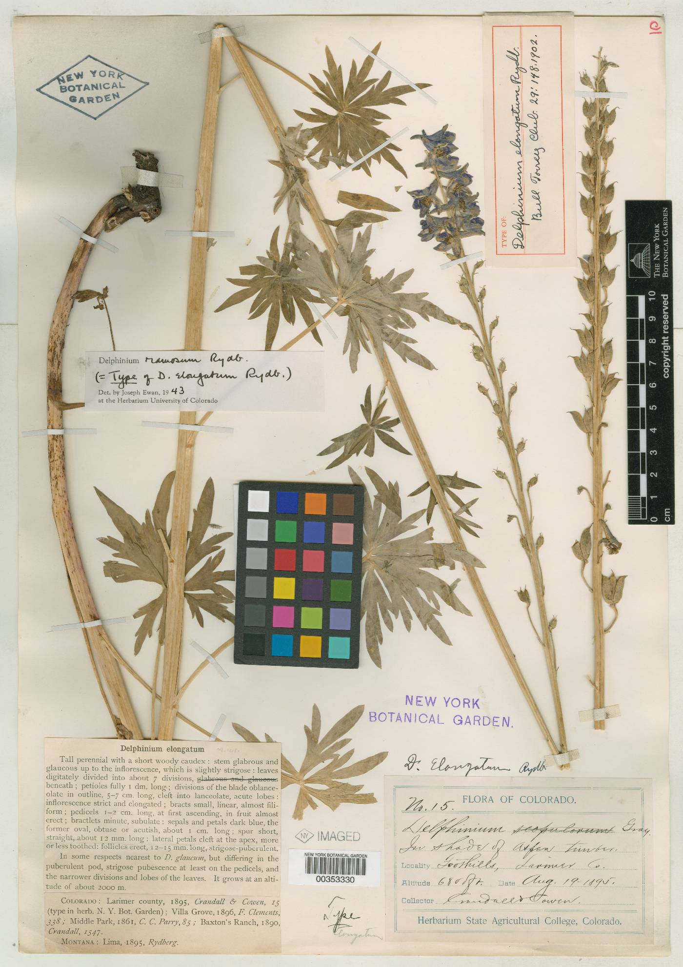 Delphinium elongatum image