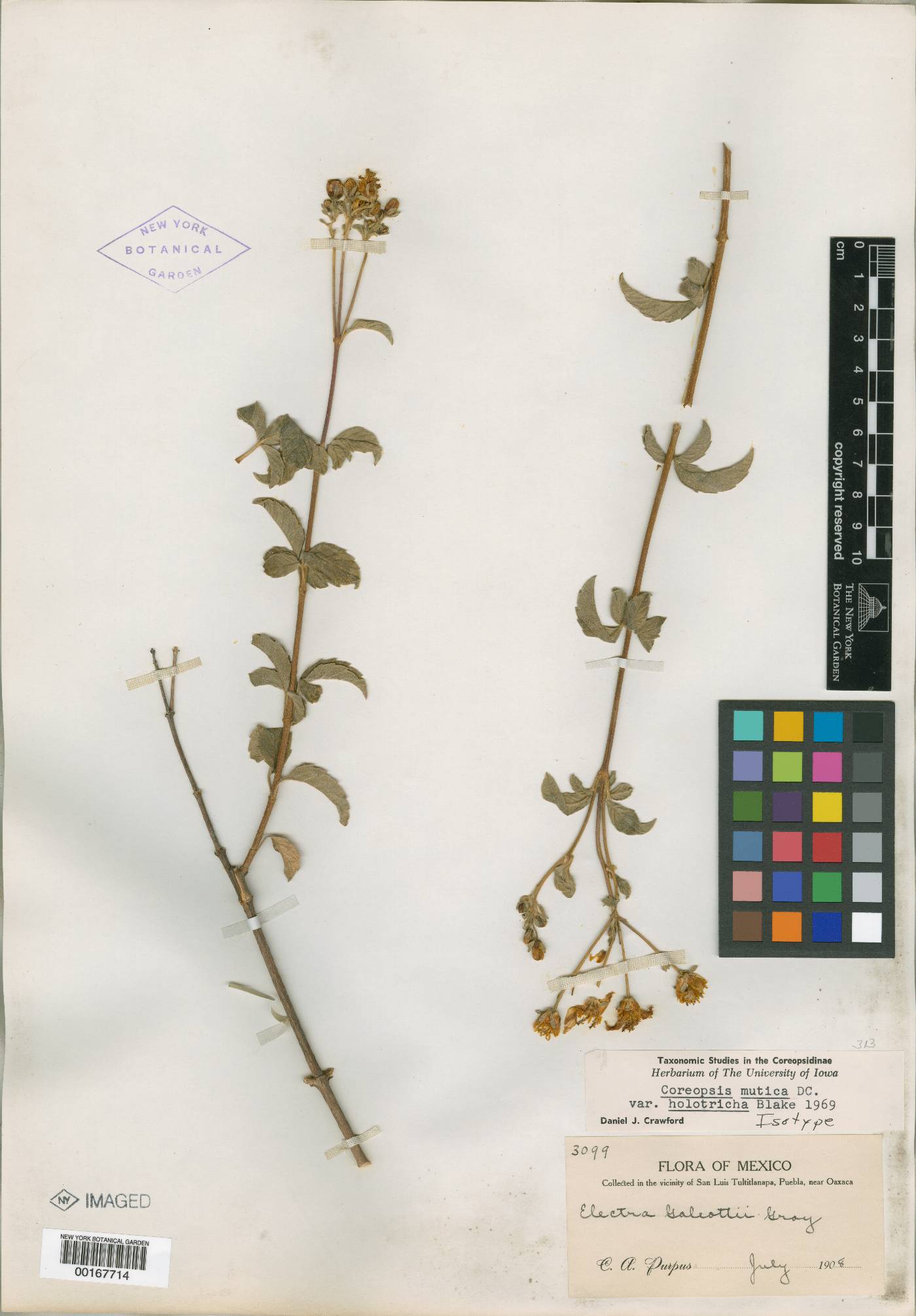 Coreopsis mutica var. holotricha image