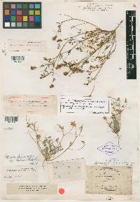 Media resource of Hesperastragalus obispensis