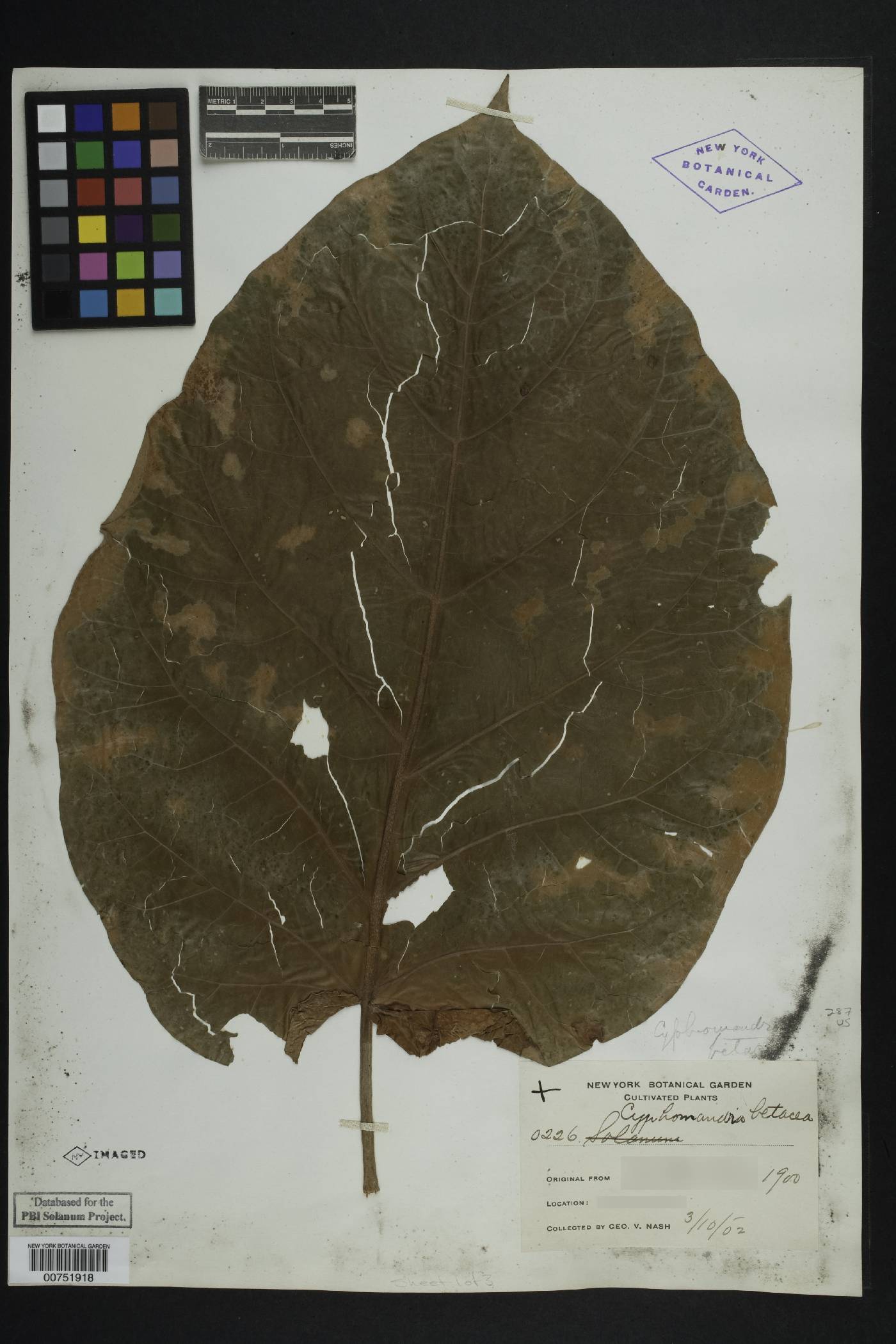 Solanum betaceum image