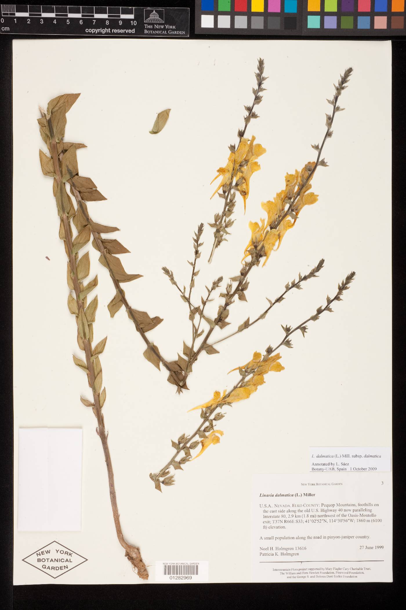 Linaria dalmatica subsp. dalmatica image