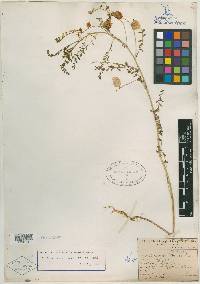 Astragalus wardii image