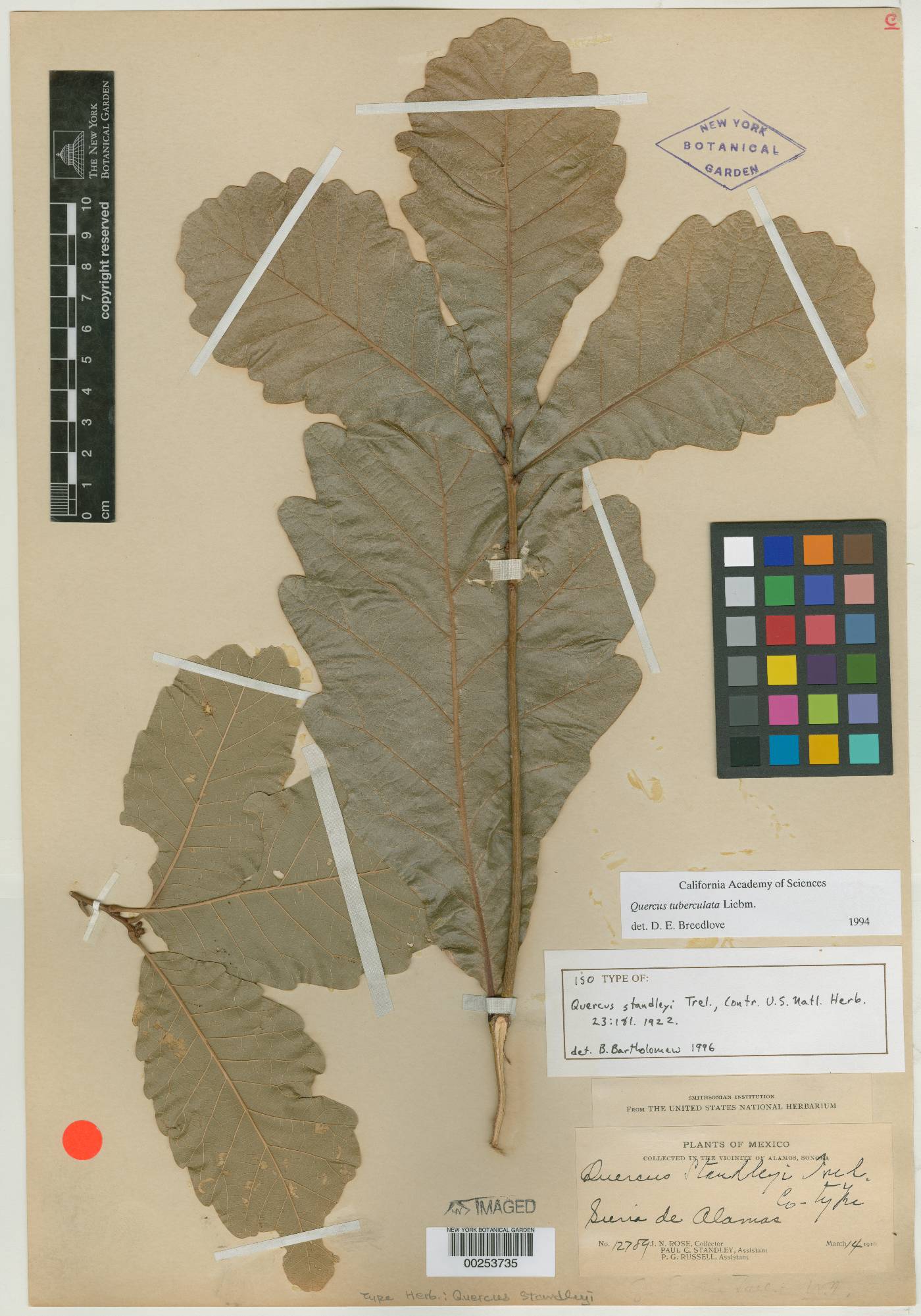 Quercus standleyi image