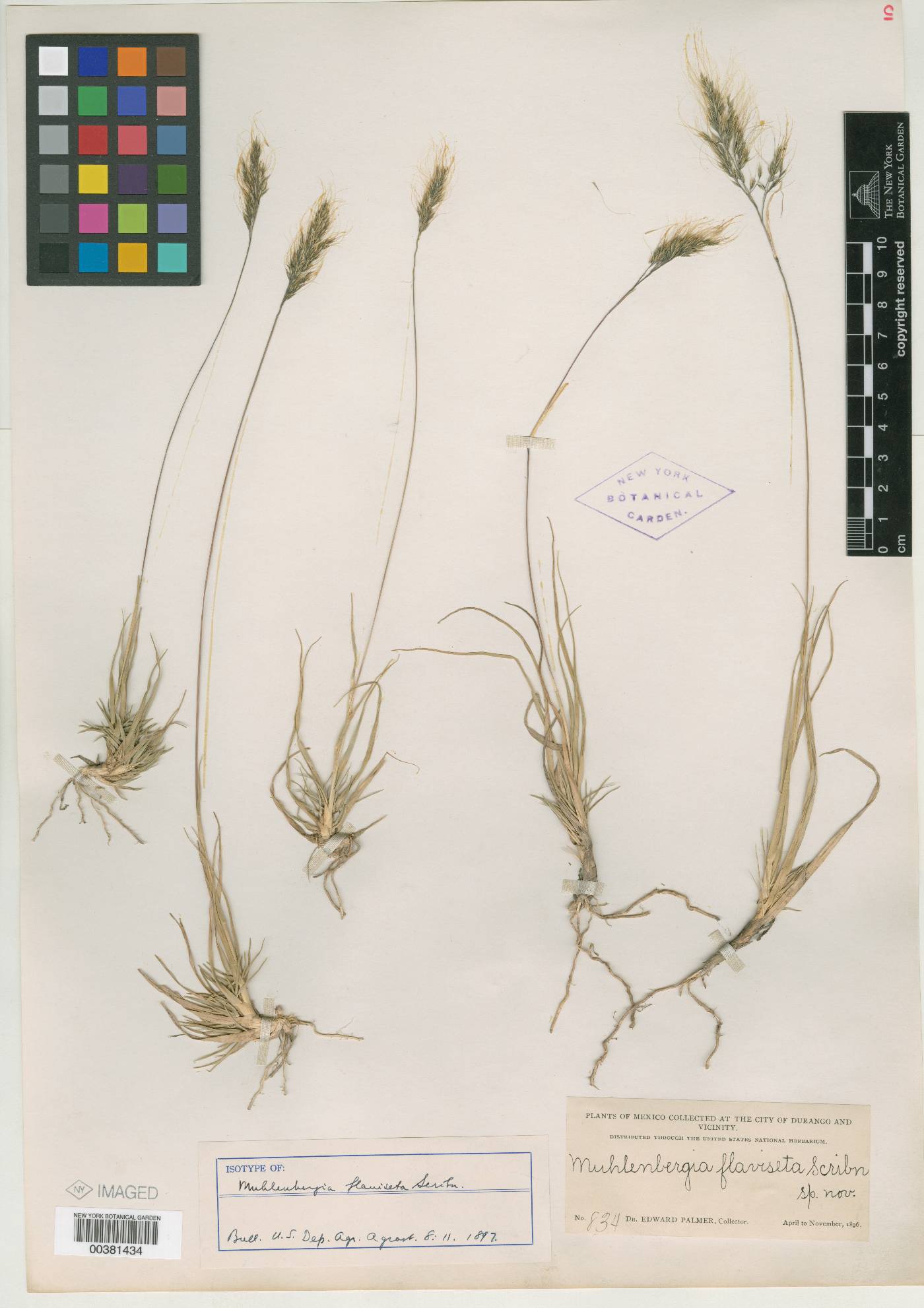 Muhlenbergia flaviseta image