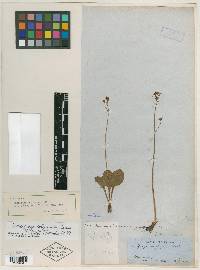 Saxifraga napensis image