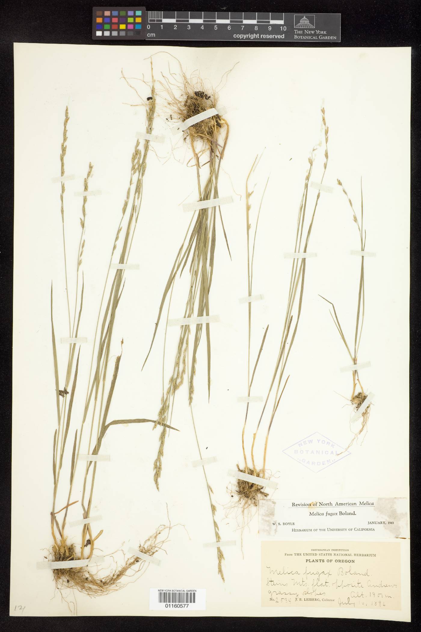 Melica fugax image