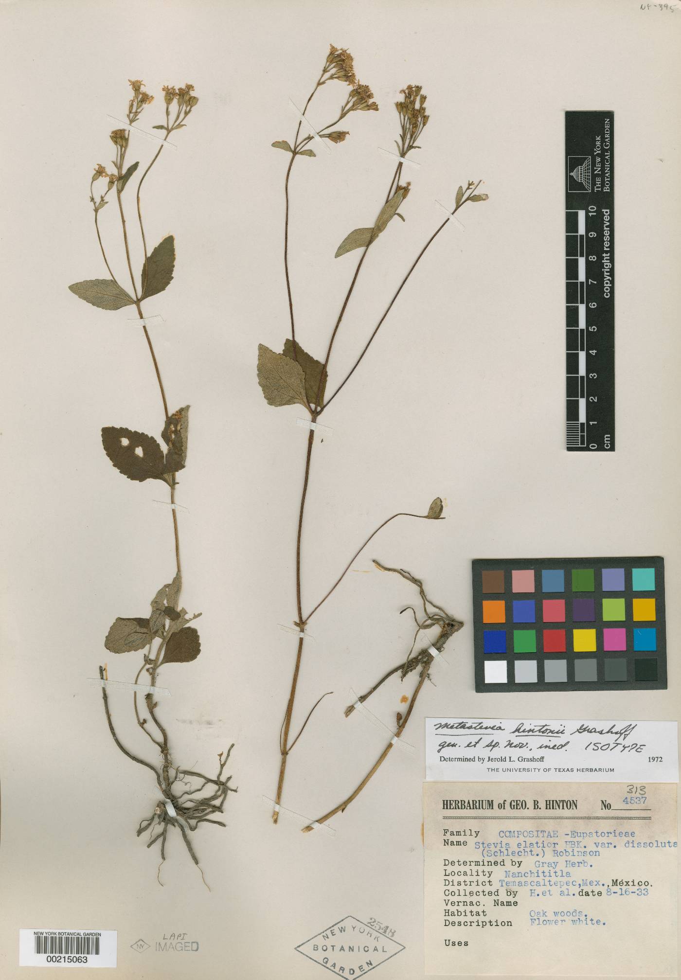 Stevia hintonii image