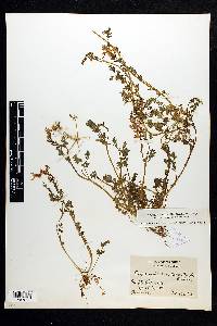 Corydalis micrantha subsp. micrantha image