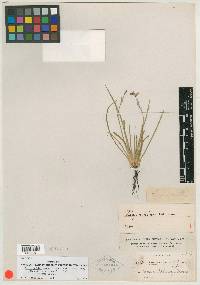 Sisyrinchium nanum image