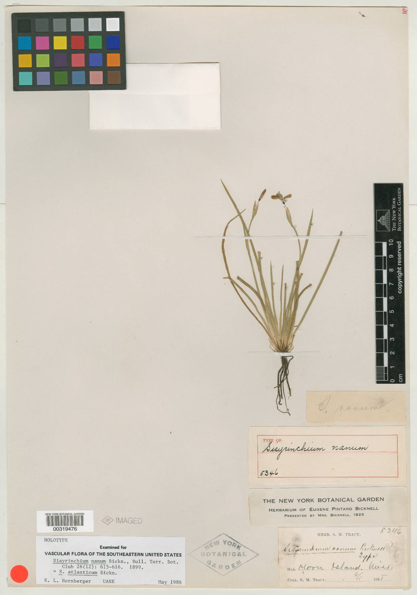 Sisyrinchium nanum image
