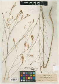 Epilobium brachycarpum image