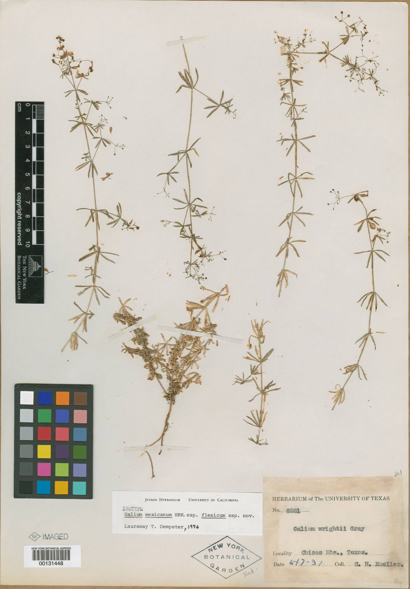 Galium mexicanum subsp. flexicum image
