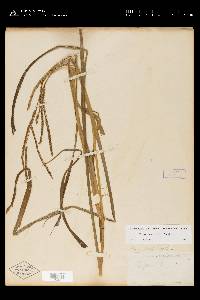 Paspalum laeve image