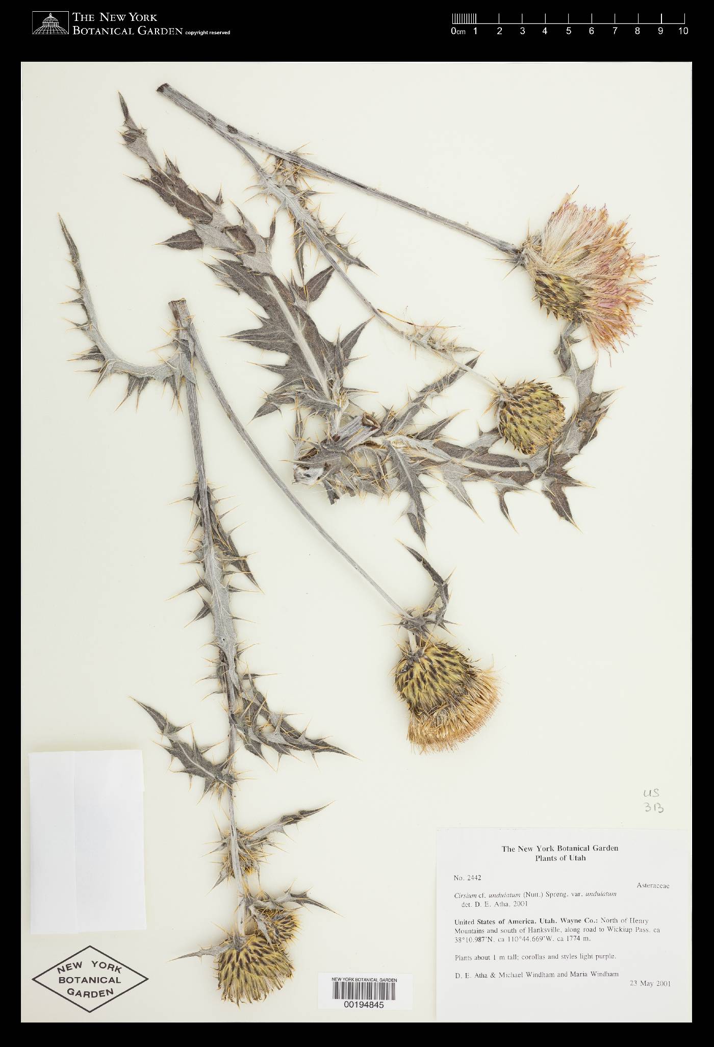 Cirsium undulatum var. undulatum image