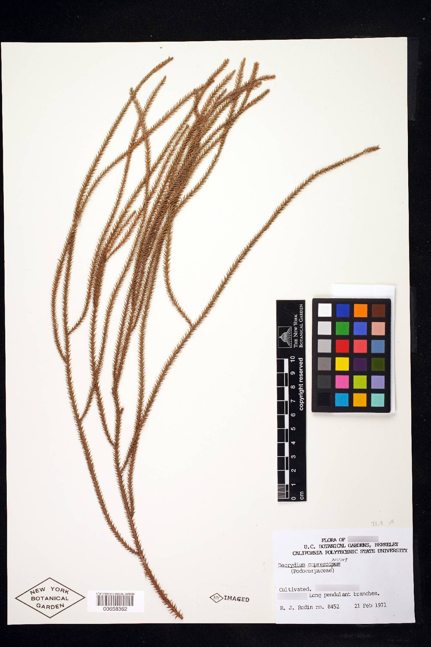 Dacrydium cupressinum image