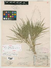 Panicum bushii image