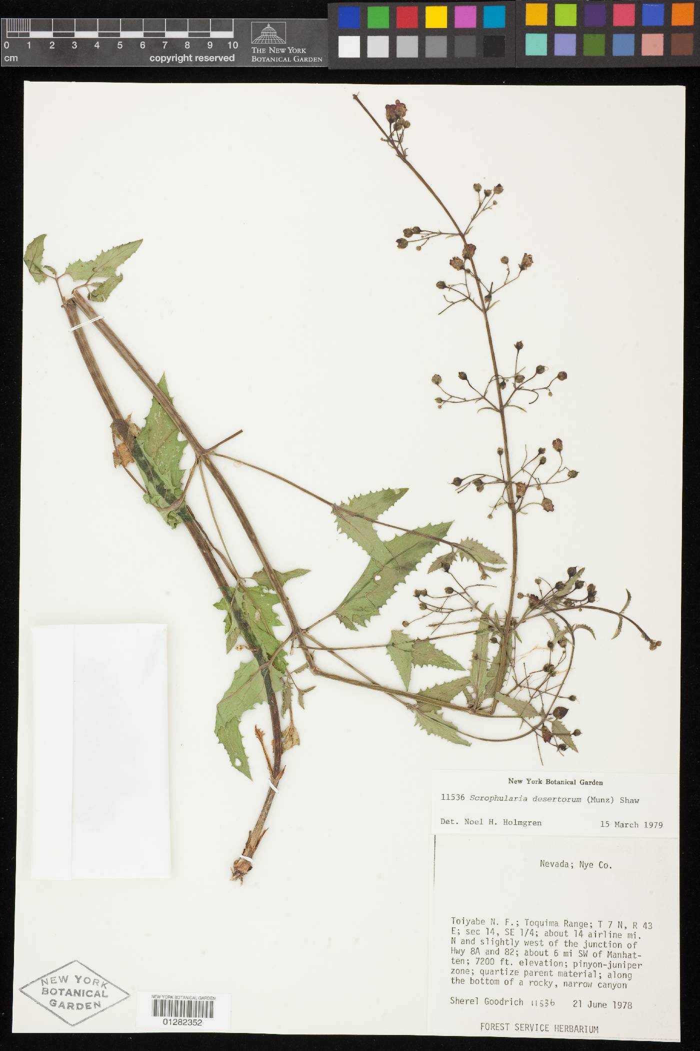 Scrophularia desertorum image