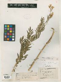 Polemonium foliosissimum var. alpinum image