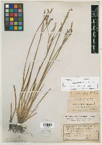 Sisyrinchium bellum image