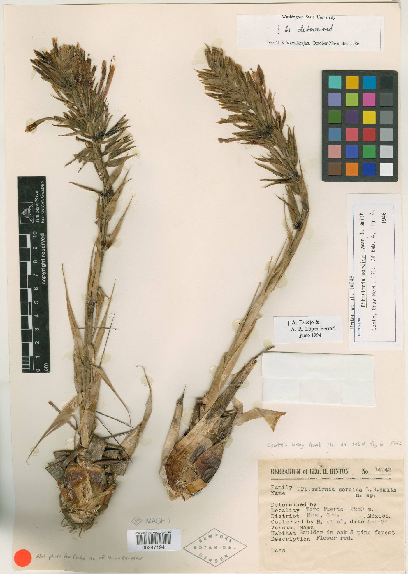 Pitcairnia sordida image