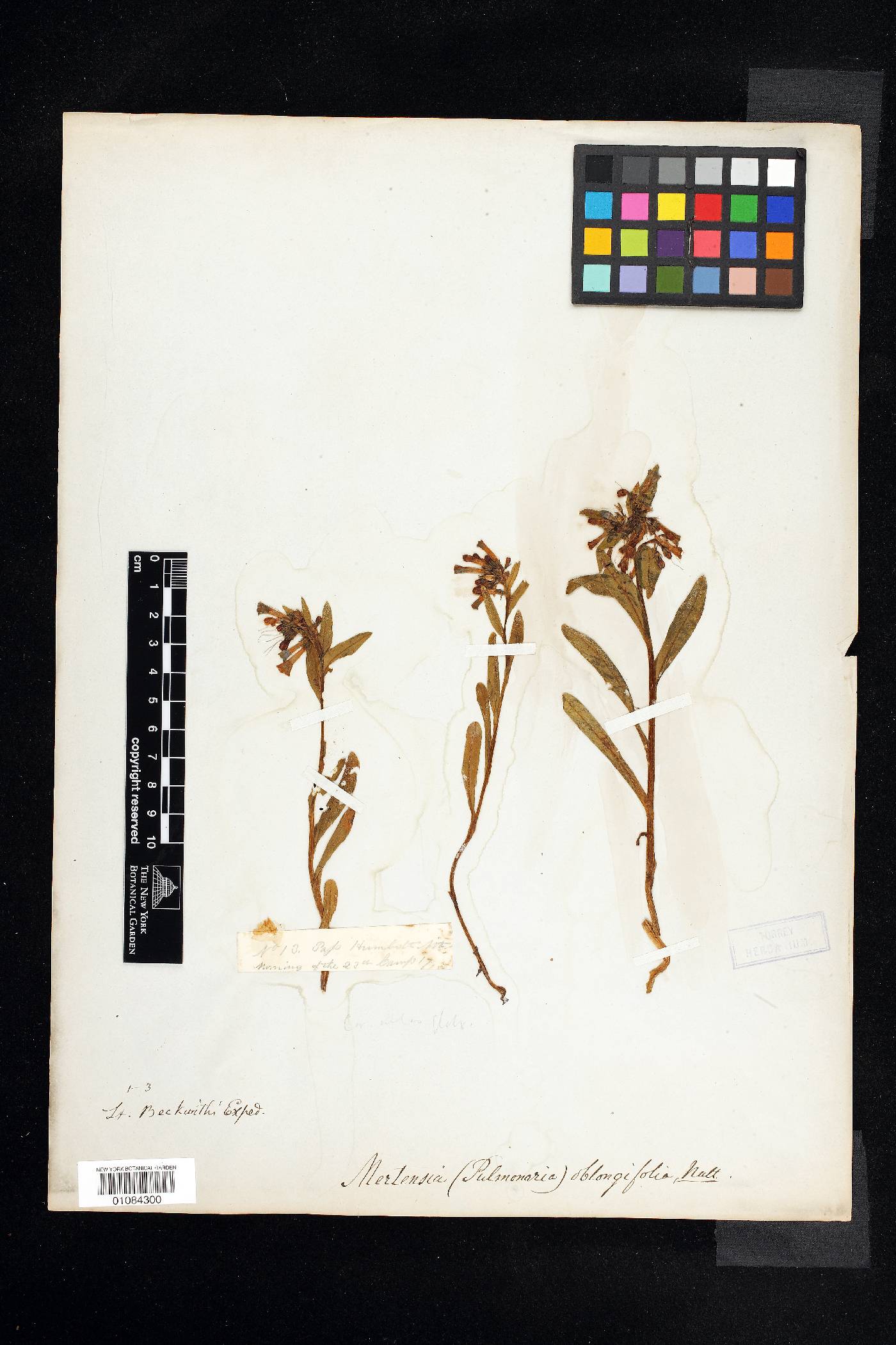 Mertensia oblongifolia image