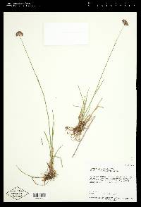 Juncus mertensianus image