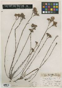 Paronychia parksii image