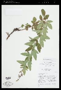 Desmodium glabellum image