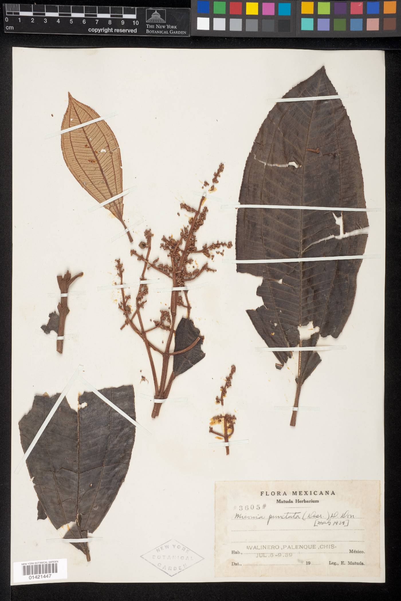 Miconia punctata image