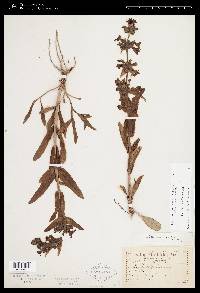 Penstemon albidus image