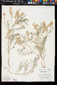 Astragalus thurberi image