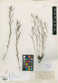 Lithospermum albicans image