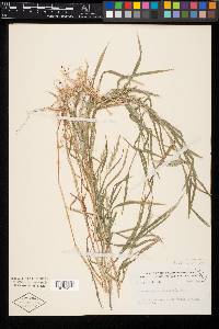 Muhlenbergia mexicana image