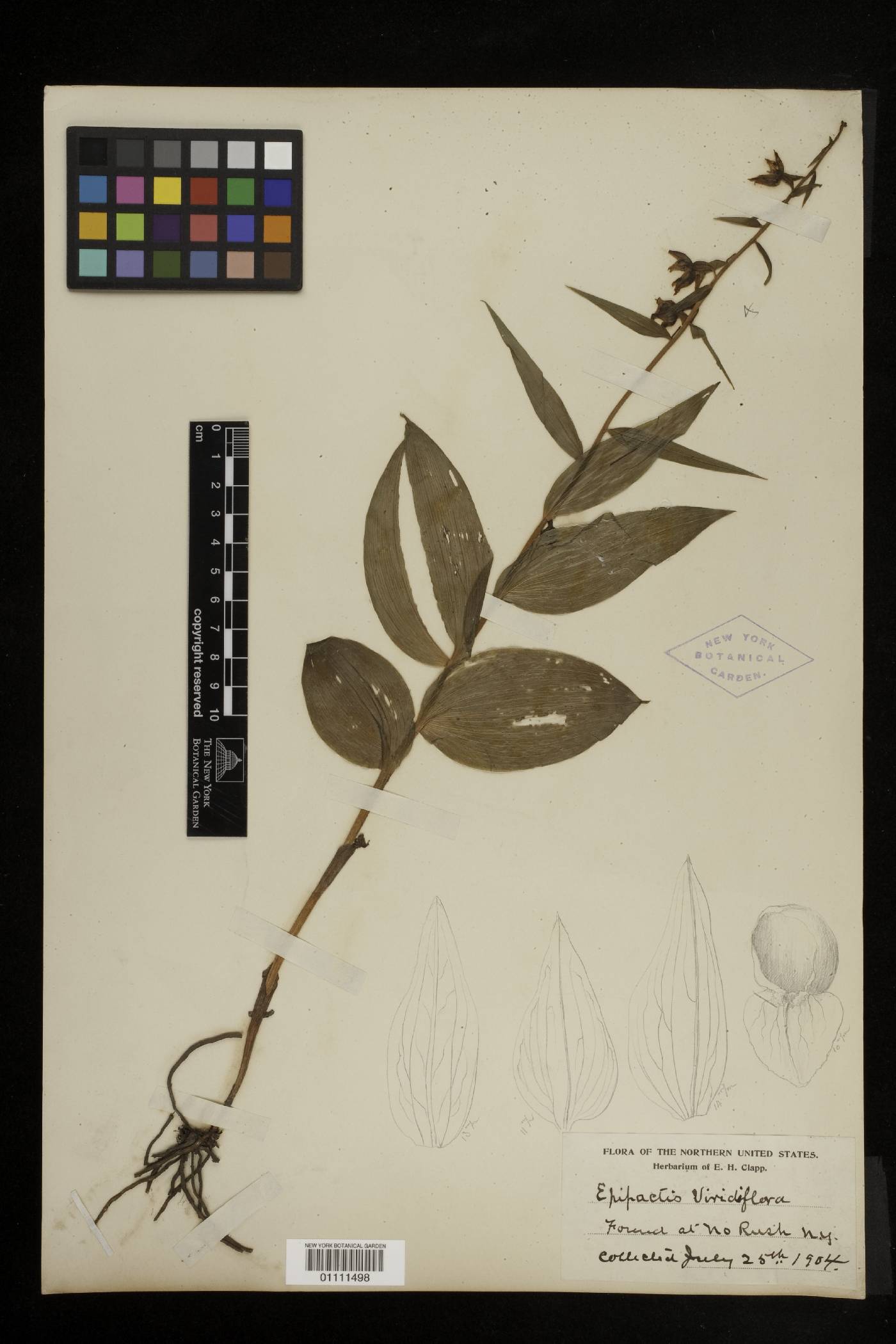 Smilax schomburgkiana image