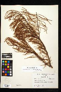 Taxodium distichum var. imbricarium image