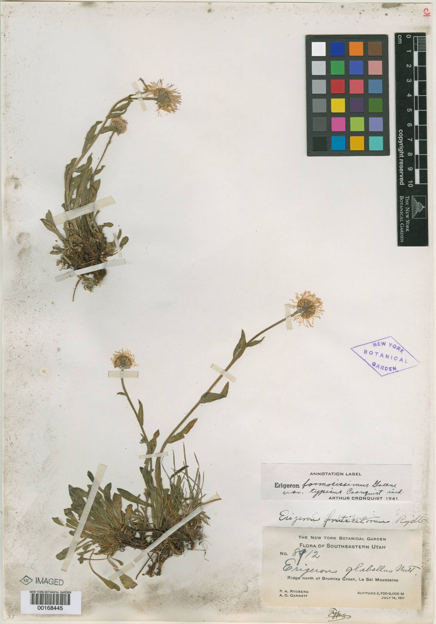 Erigeron fruticetorum image