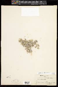 Linanthus caespitosus image