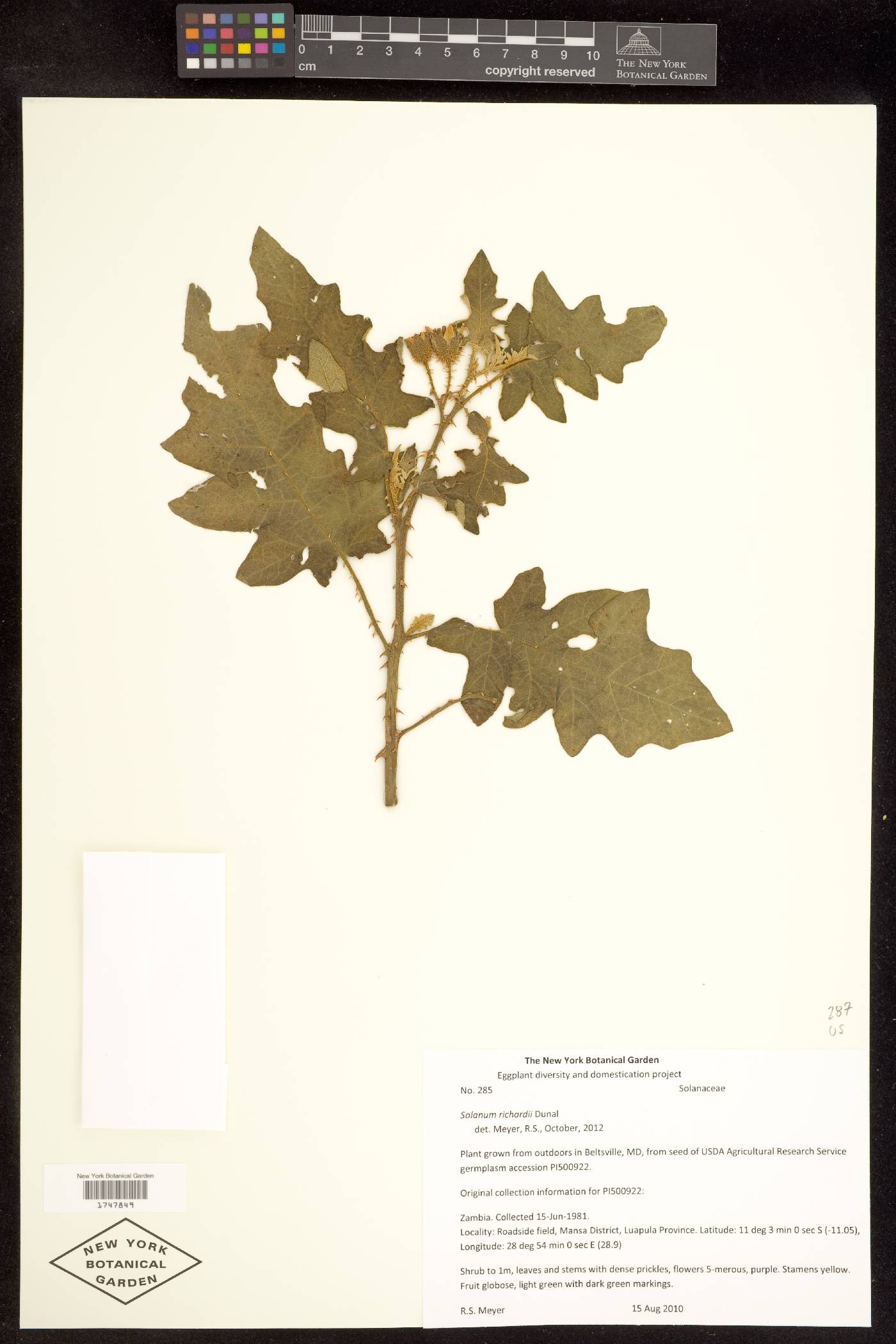 Solanum richardii image