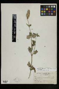 Agastache urticifolia image